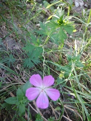 Geranium collinum