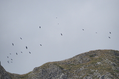 Pyrrhocorax graculus