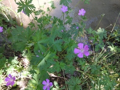 Geranium collinum