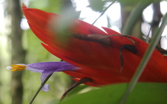 Tillandsia multicaulis