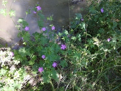 Geranium collinum