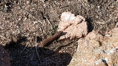 Podarcis carbonelli berlengensis