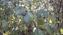 Cornus sanguinea