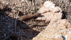 Podarcis carbonelli berlengensis