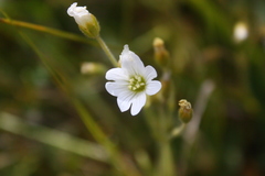 Cerastium arvense strictum