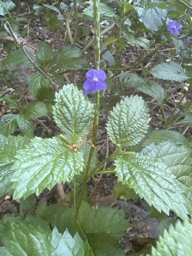Stachytarpheta cayennensis observed 2025-05-28