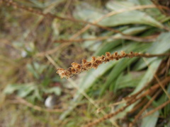Plantago eriopoda