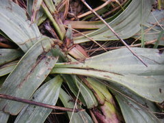 Plantago eriopoda