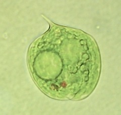 Phacus circulatus