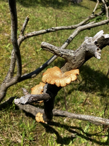 Neofavolus alveolaris