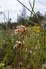Fritillaria purdyi