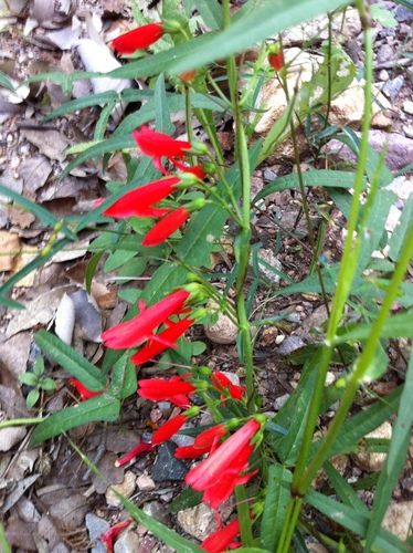 Beardlip Penstemon