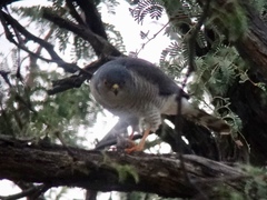 Accipiter minullus