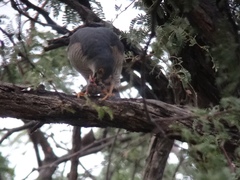 Accipiter minullus