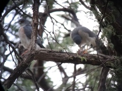 Accipiter minullus