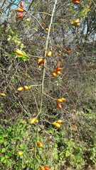 Rosa canina