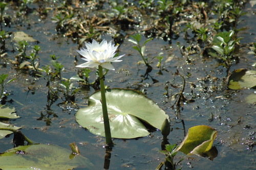 Image of Nymphaea violacea by (c) Andrew Thornhill, some rights reserved (CC BY)