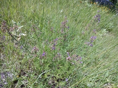 Teucrium orientale