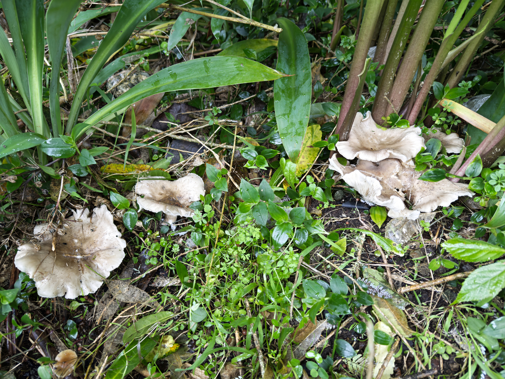 Clitocybe nebularis · May 2025 · photo: © jeremy_rolfe (iNaturalist, cc-by)
