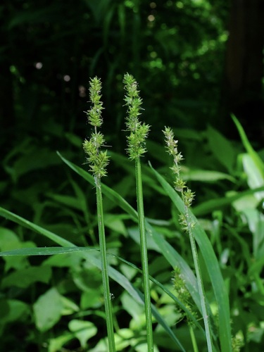 Soft Fox Sedge (Carex conjuncta)