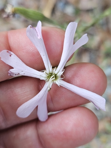 Silene paradoxa, photograph 5