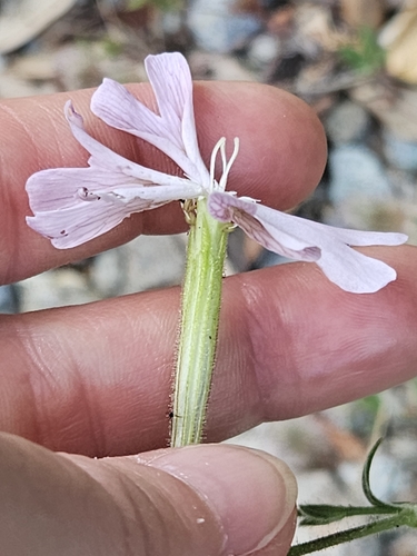 Silene paradoxa, photograph 6