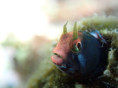Angel Blenny photo 3