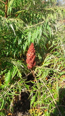 Rhus typhina