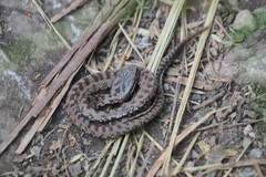 Vipera berus bosniensis