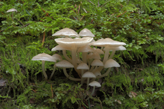 Mycena laevigata