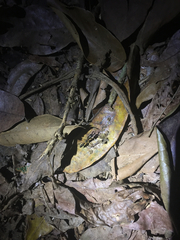 Odontomachus chelifer