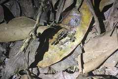 Odontomachus chelifer