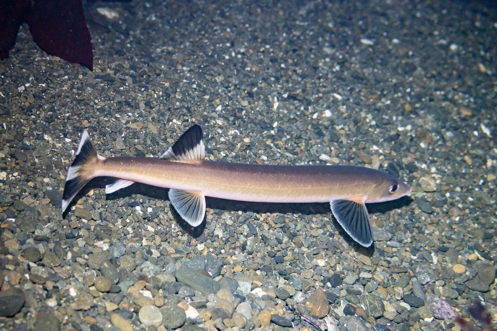 Sandfish (Gonorynchus forsteri) — Gonorynchidae