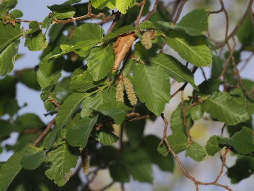 Big Bend Hop Hornbeam (Ostrya chisosensis)