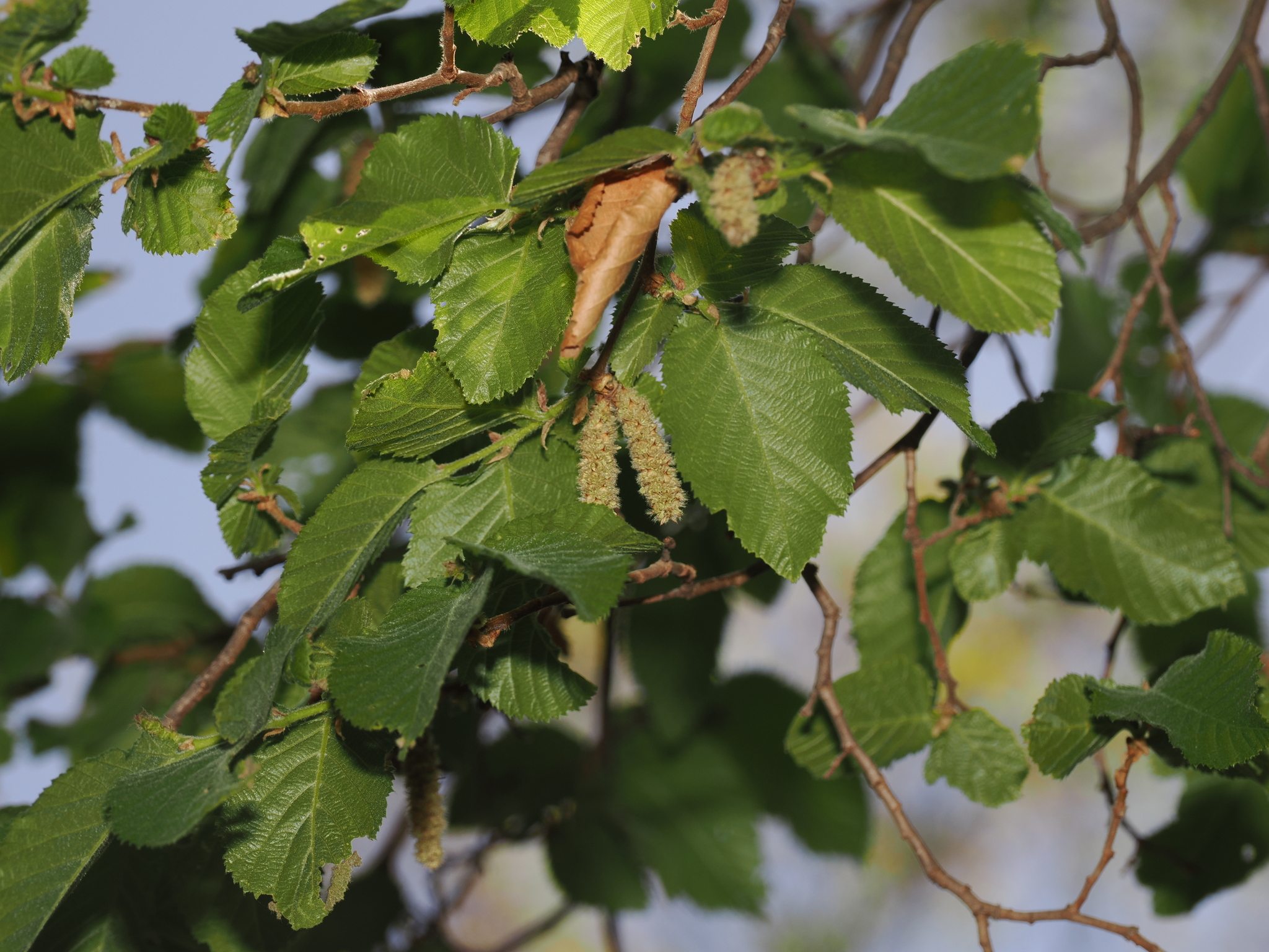Big Bend Hop Hornbeam (Ostrya chisosensis)