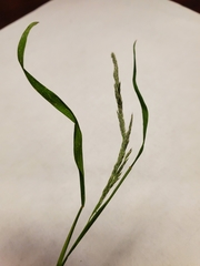 Muhlenbergia frondosa