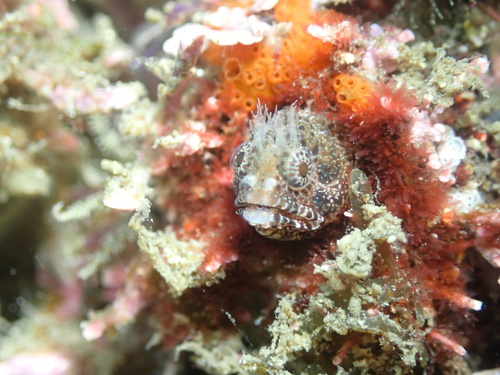 Twohorn blenny (Protemblemaria bicirrus) — Chaenopsidae — 2