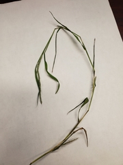 Muhlenbergia frondosa