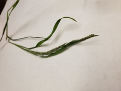 Muhlenbergia frondosa