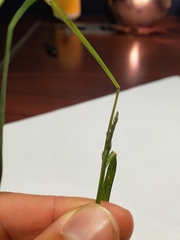 Muhlenbergia frondosa