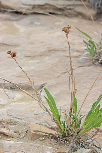 Scabrethia scabra ssp. scabra