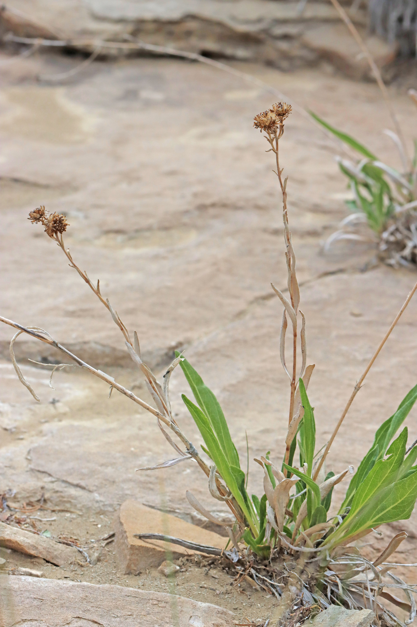Scabrethia scabra ssp. scabra