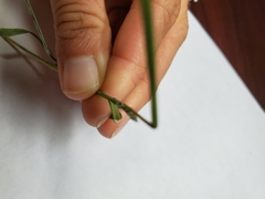 Muhlenbergia frondosa