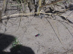 Cicindela scutellaris scutellaris