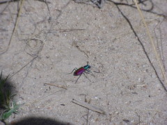 Cicindela scutellaris scutellaris