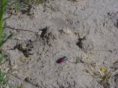 Cicindela scutellaris scutellaris
