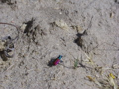 Cicindela scutellaris scutellaris