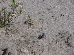 Cicindela scutellaris scutellaris