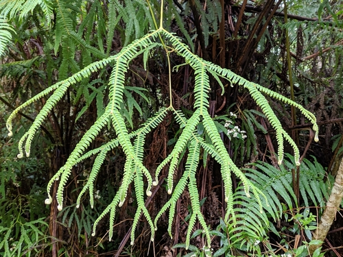 Sticherus flagellaris (Sticherus flagellaris)
