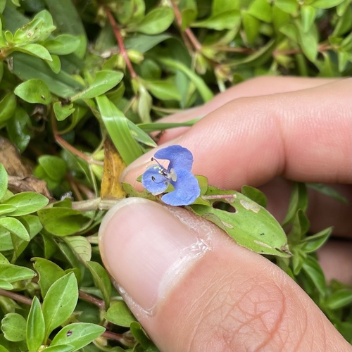 Commelina diffusa